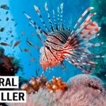 Exploring Critical Roles of Biodiversity Hotspots in Ecosystem Stability